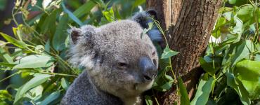 Ученые объяснили, почему коалы обнимают деревья